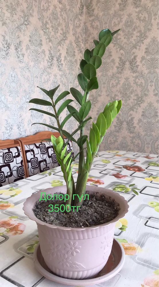 Продам комнатные растения. Очень много видов