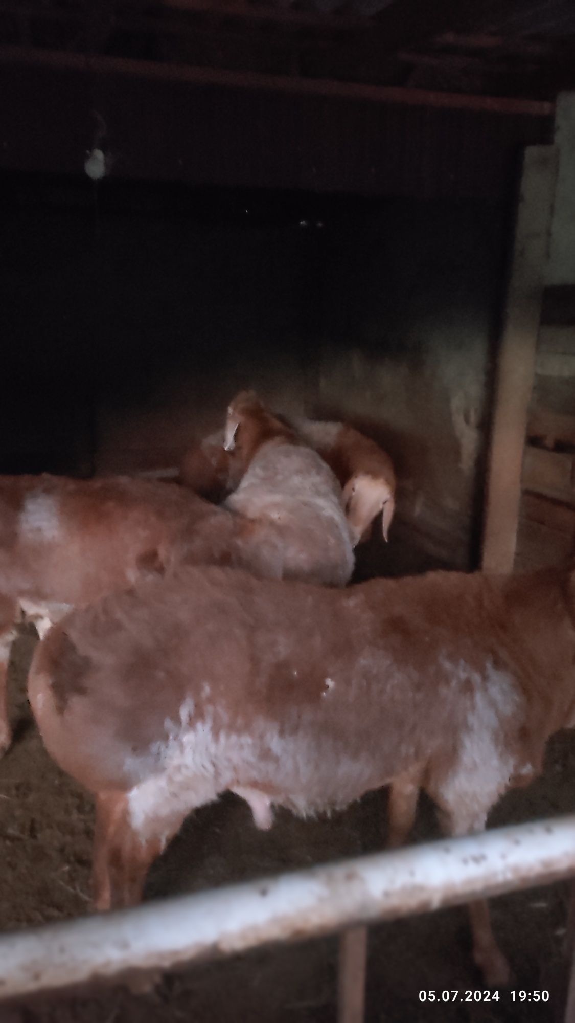 продам  кошкар  арашан