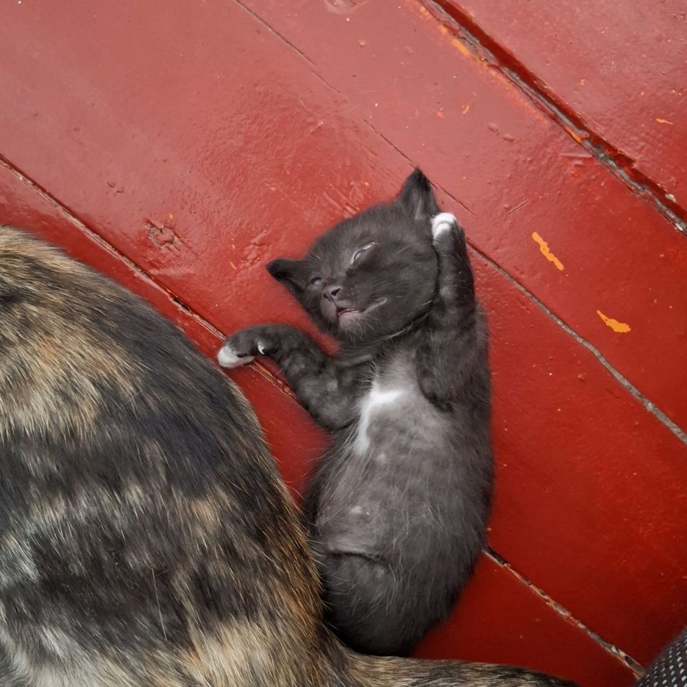 Котенка в добрые  руки