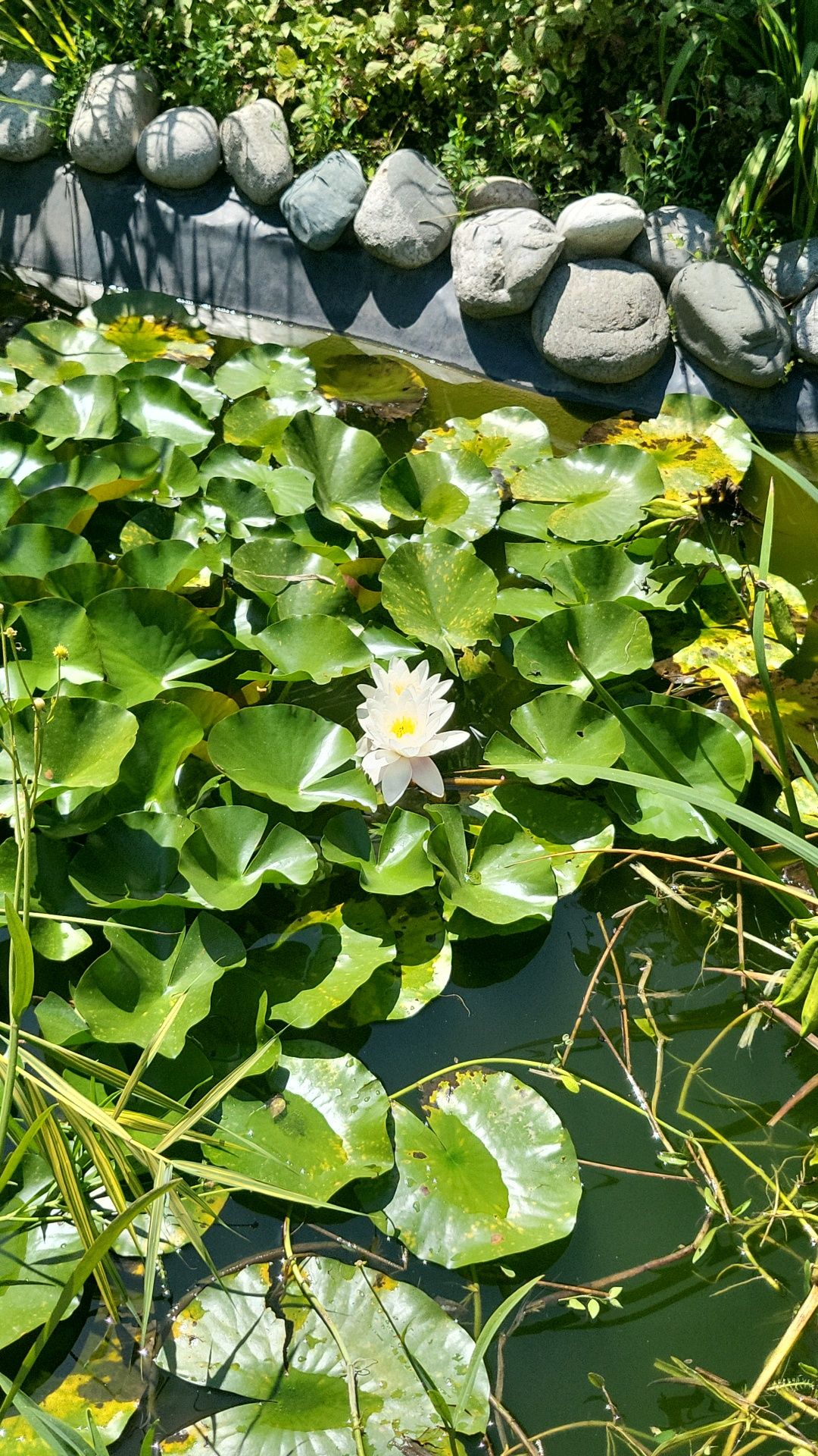 Нифея кувшинка Белая сорт MARLIACEA ALBIDA растение для пруда