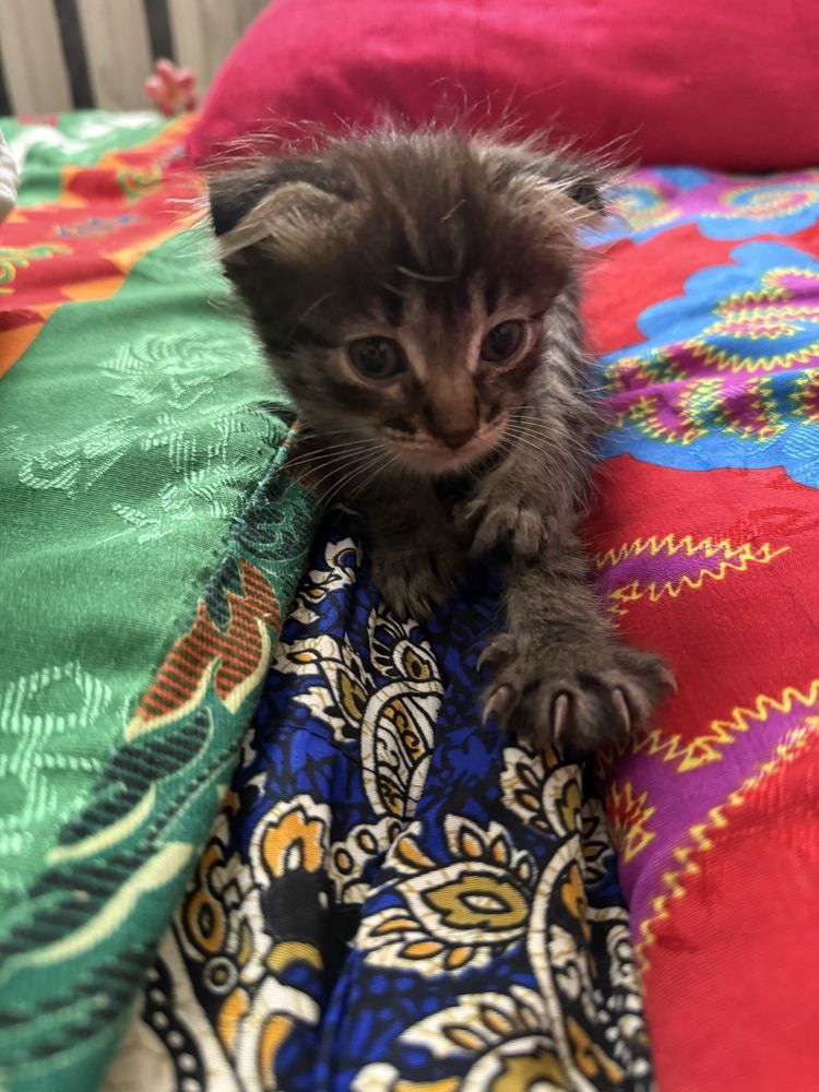 Вислоухи котенок