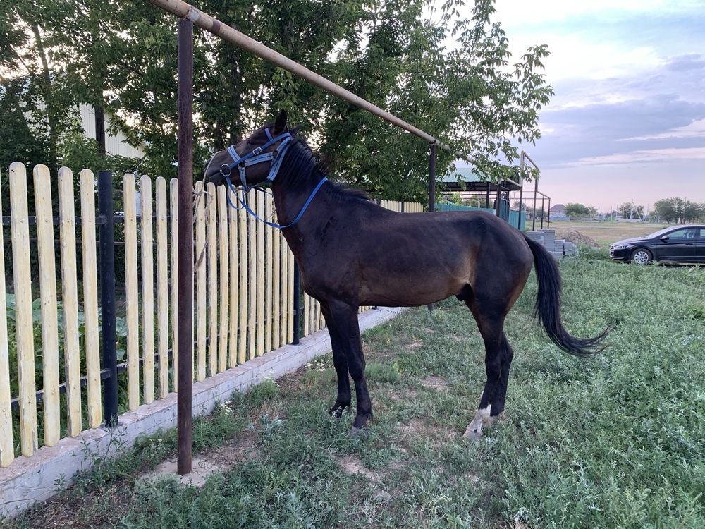 Жылқы сатылады.,
