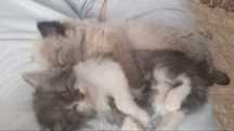Отдам двух котят в добрые руки