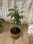 Продам комнатные  цветы