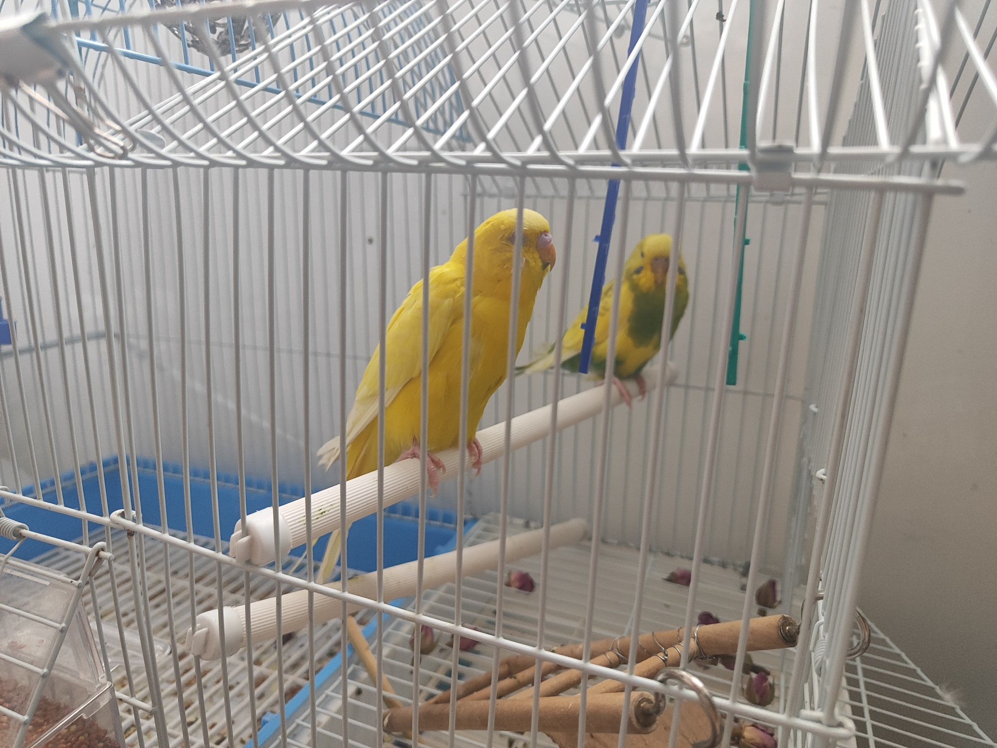 Продам попугаев с клетками