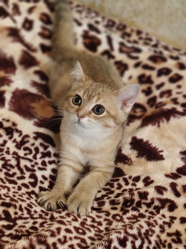 Шиншилла Котик ласковый 3 мес