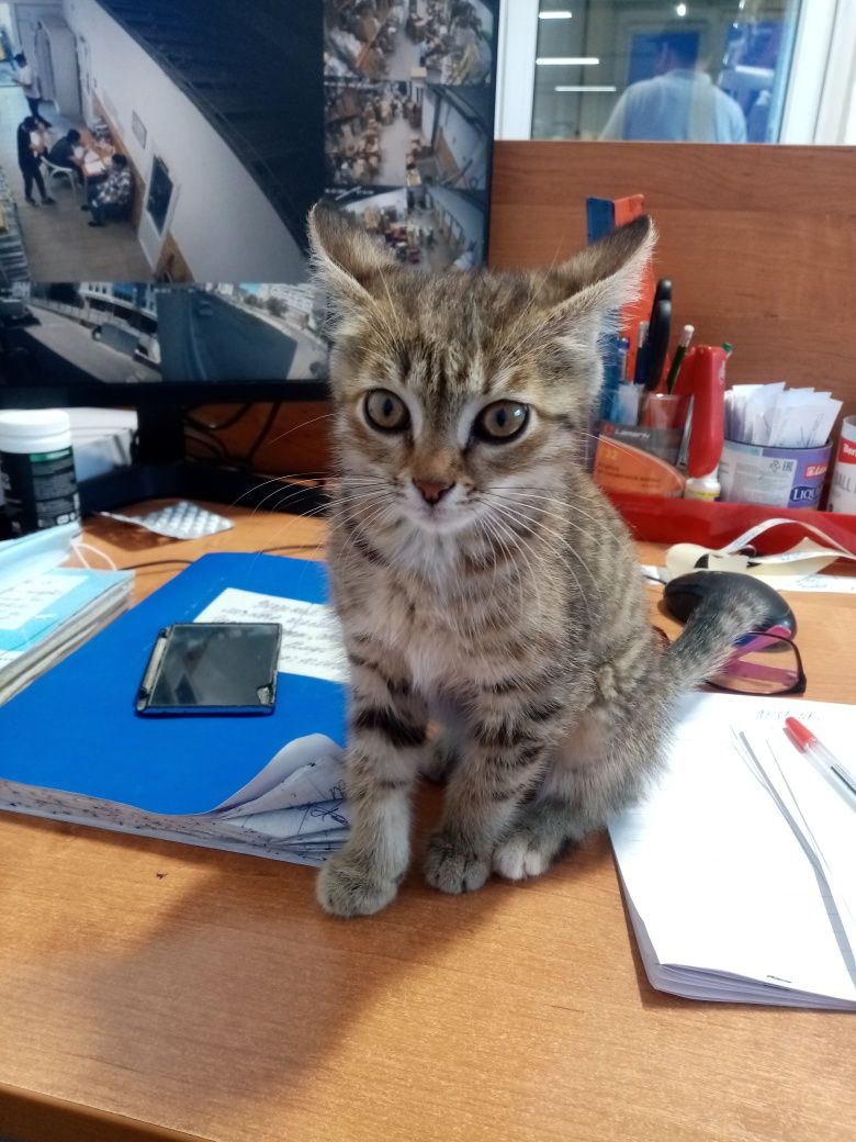 Отдам котёнка в добрые руки