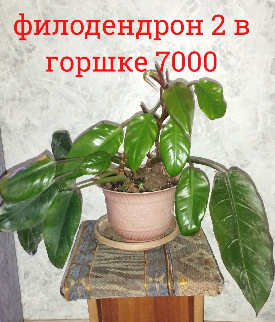 Цветы  комнатные