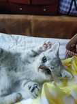 Котёнок скотиш страйт