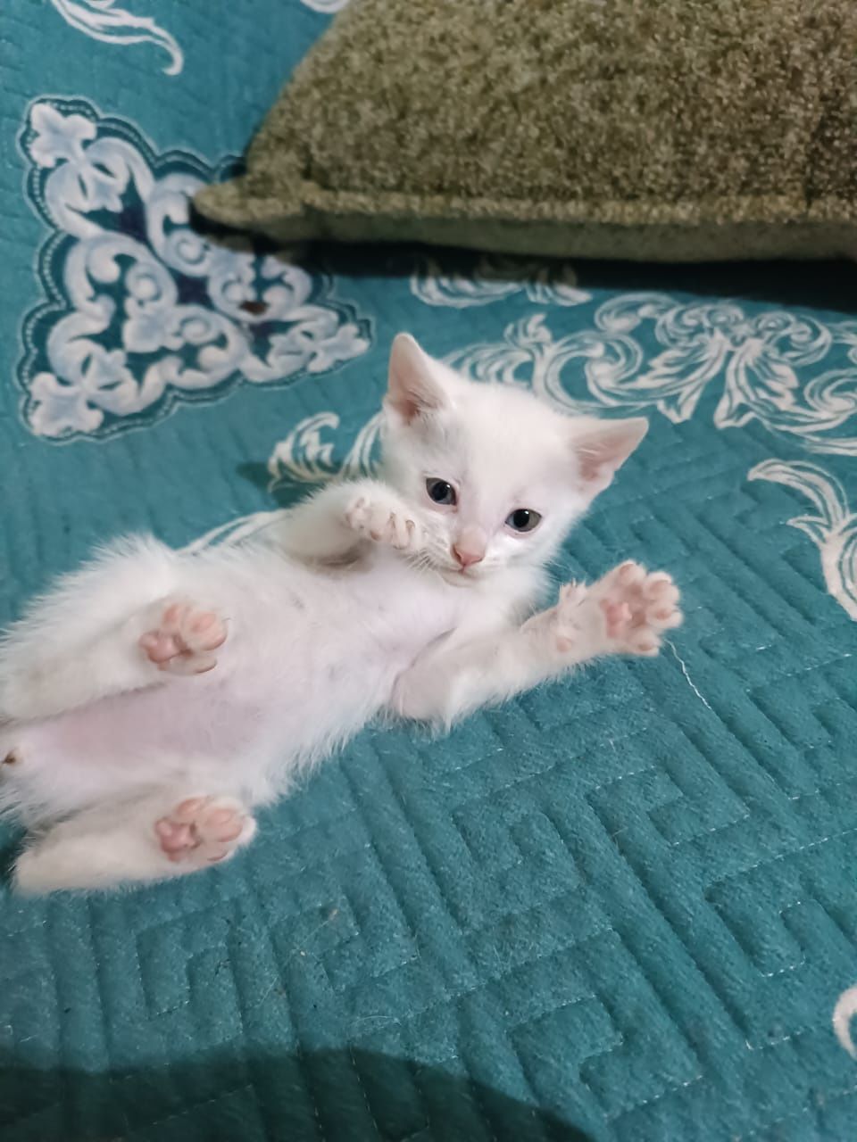 Шикарные котята в добрые руки