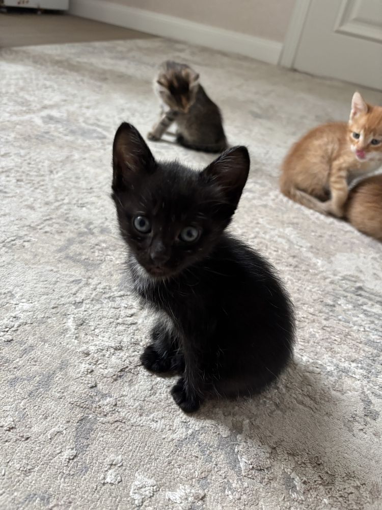 Отдам котят в добрые руки
