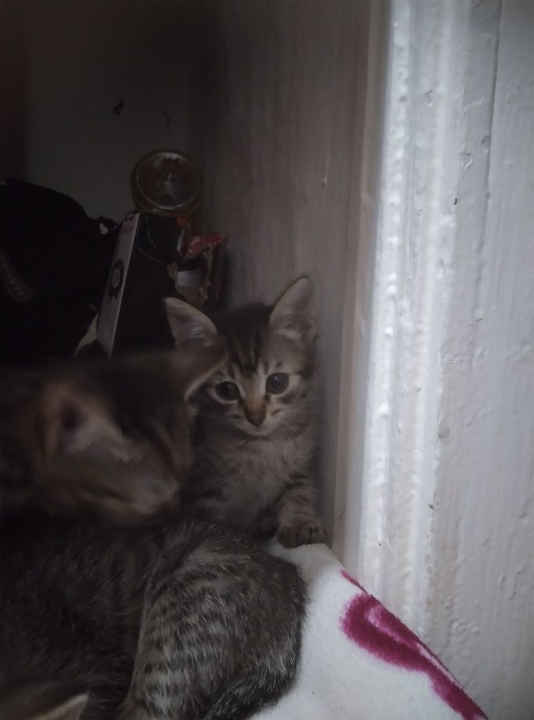 Отдам котят в добрые руки