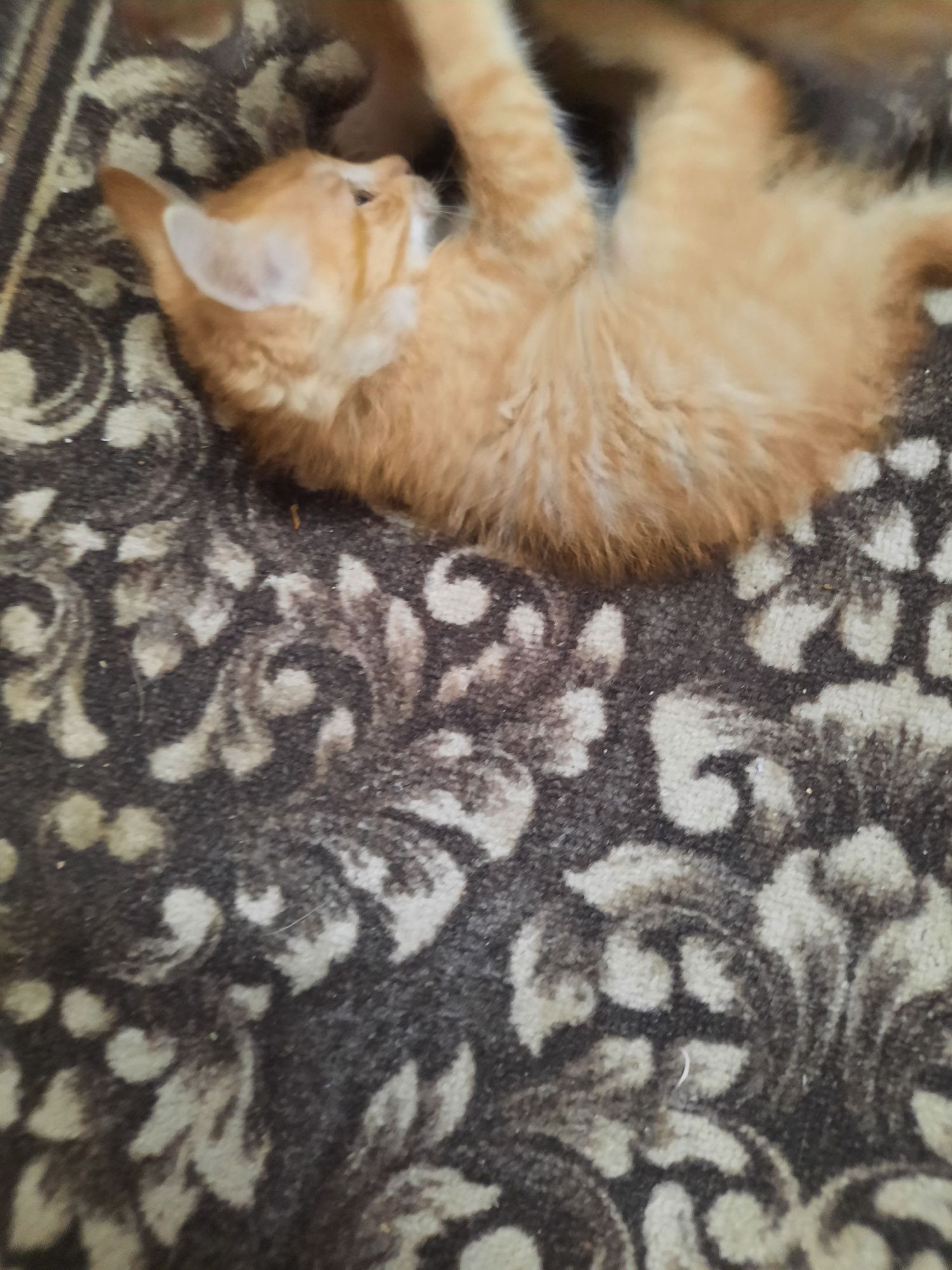 Котята, коты, домашние животные