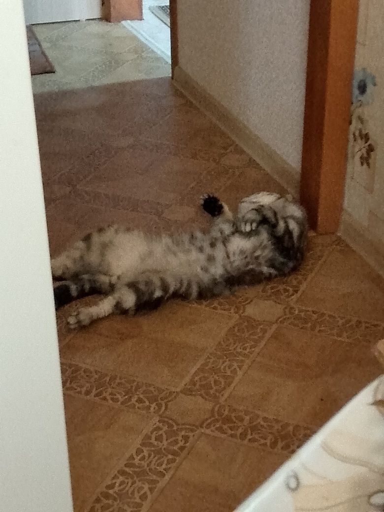 Вязка кота  шотландеца вислоухого