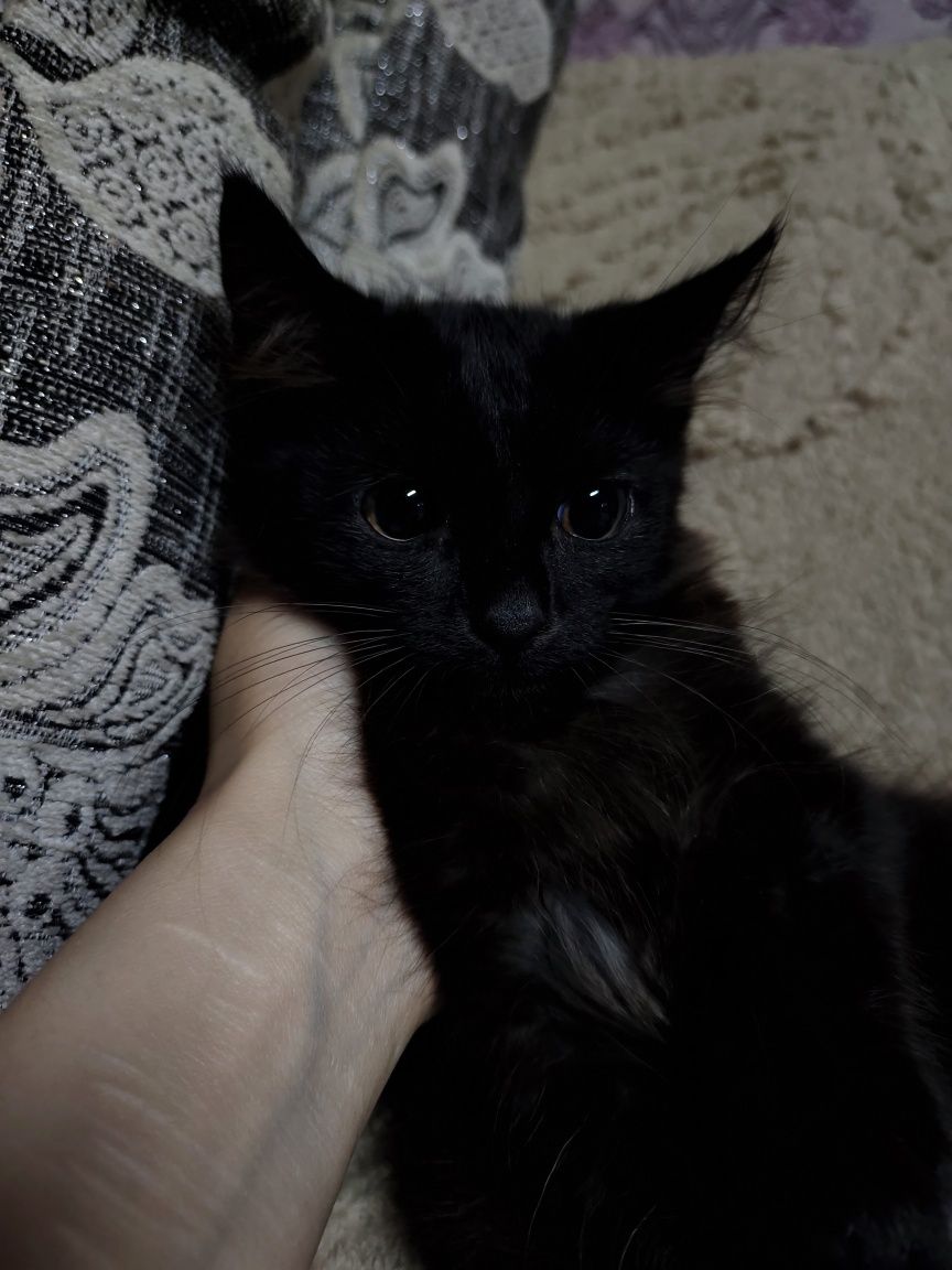 Отдам котенка девочку