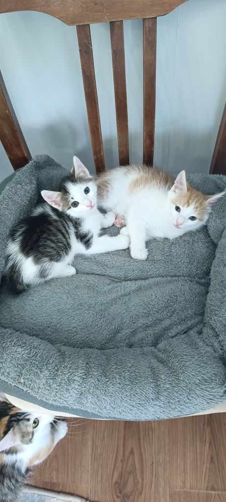 Отдам котят в хорошие руки