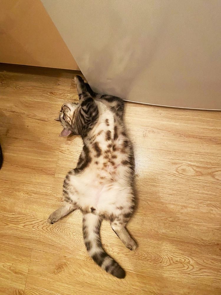 Кот шотландский вязка!