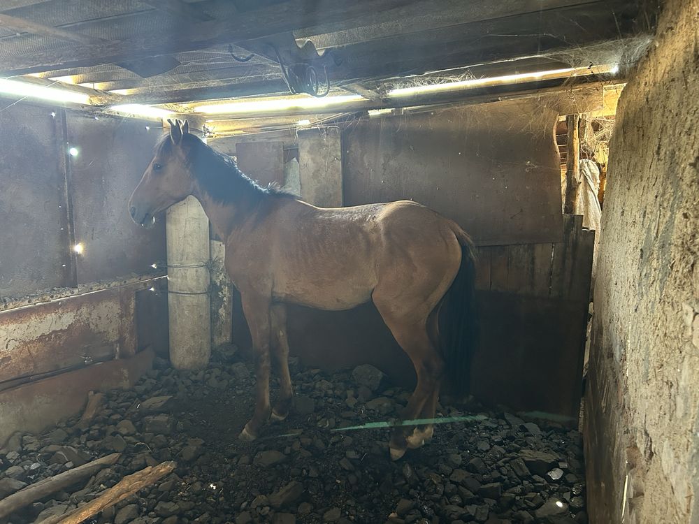 Тайлар 1.4 жасар тұқымы жақсы