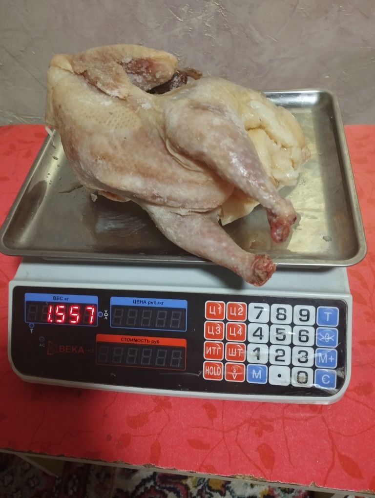 Домашние куры 1 штука 2000т