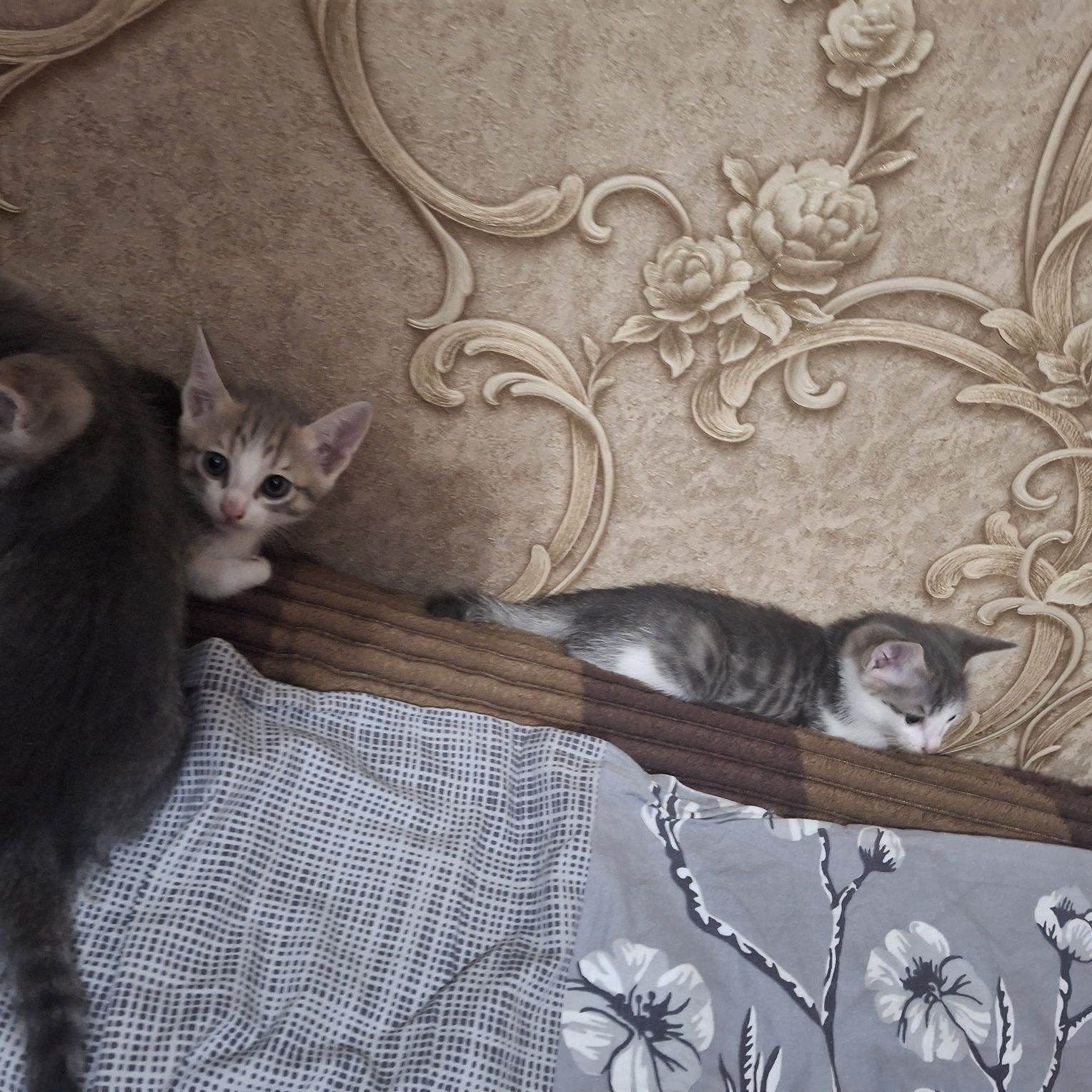 Котята в добрые руки.