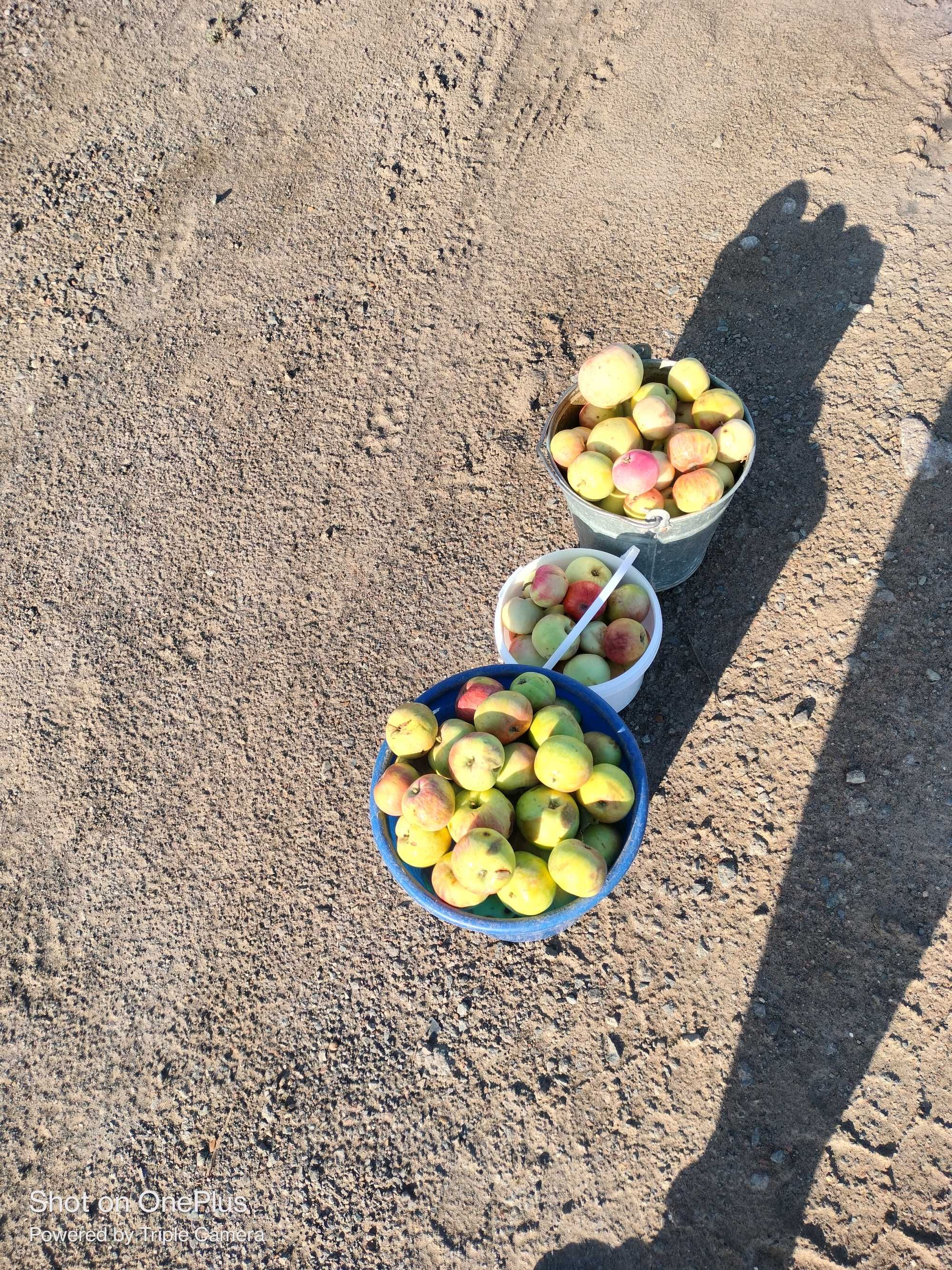Продам яблоки дачные