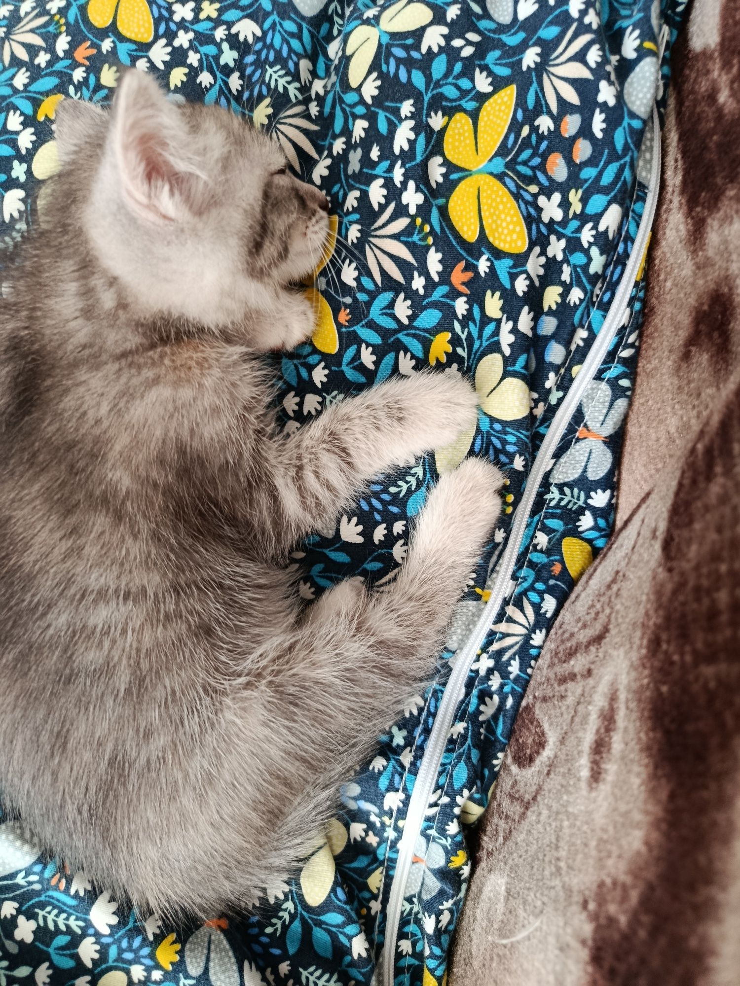 Котенок ищет добрые руки.