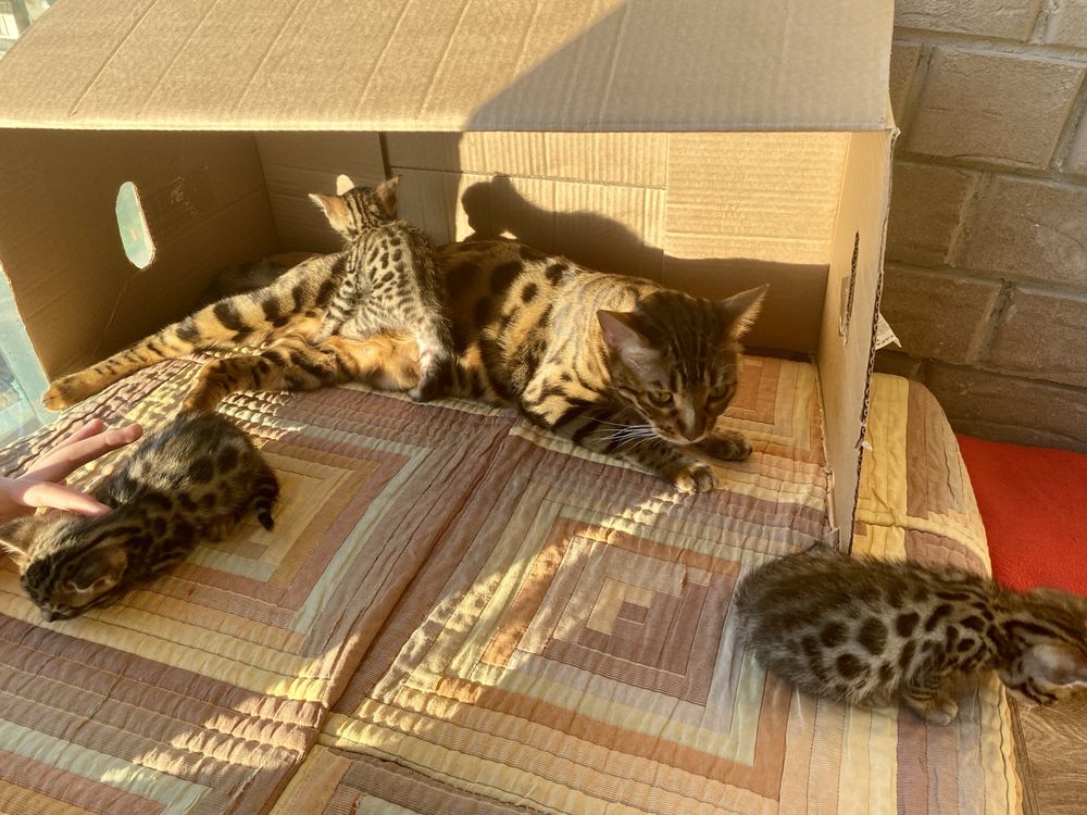 Бенгальские котята