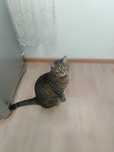 Кота в хорошие руки