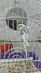 Продам попугаю с клеткой. Мальчик 5 месяцев