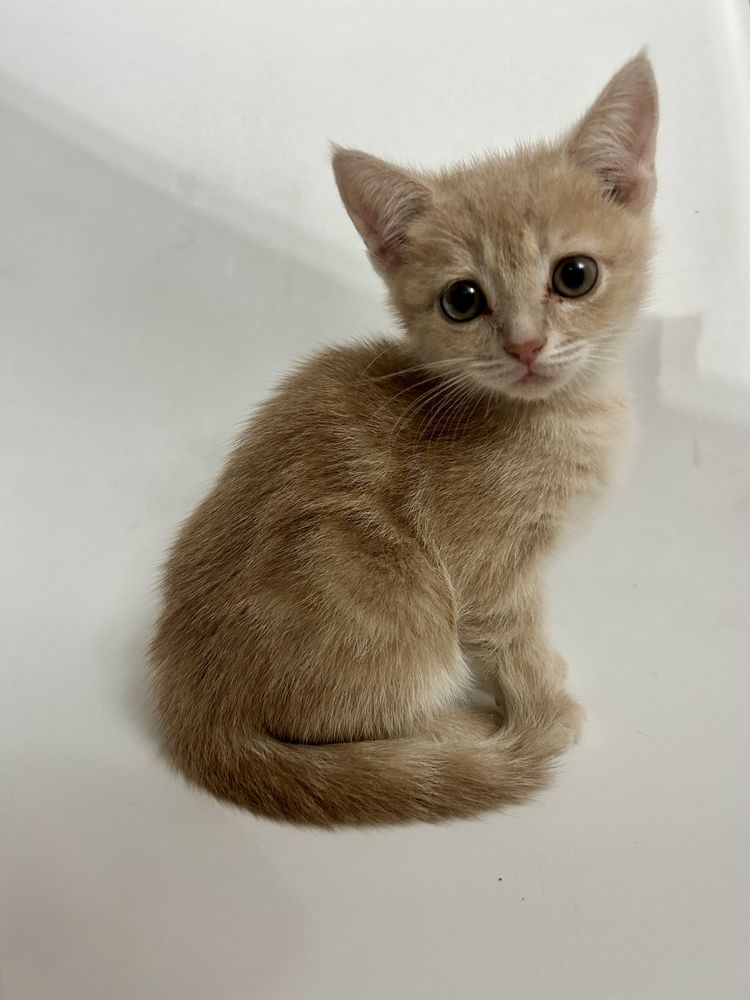 Котенок девочка котята