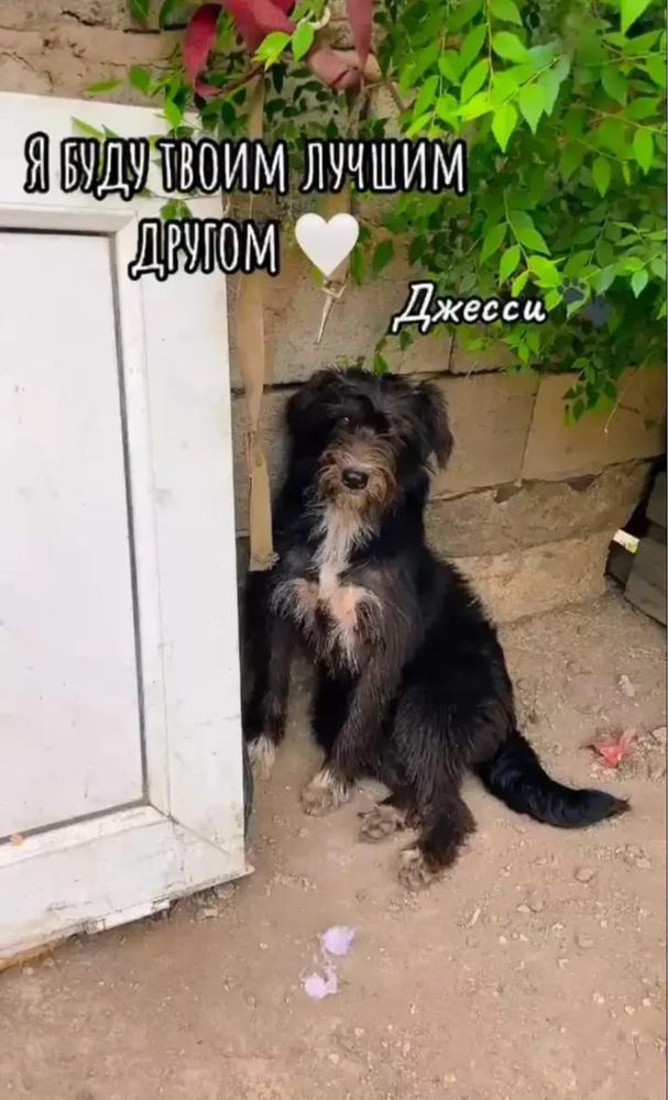 Отдам собак в добрый руки