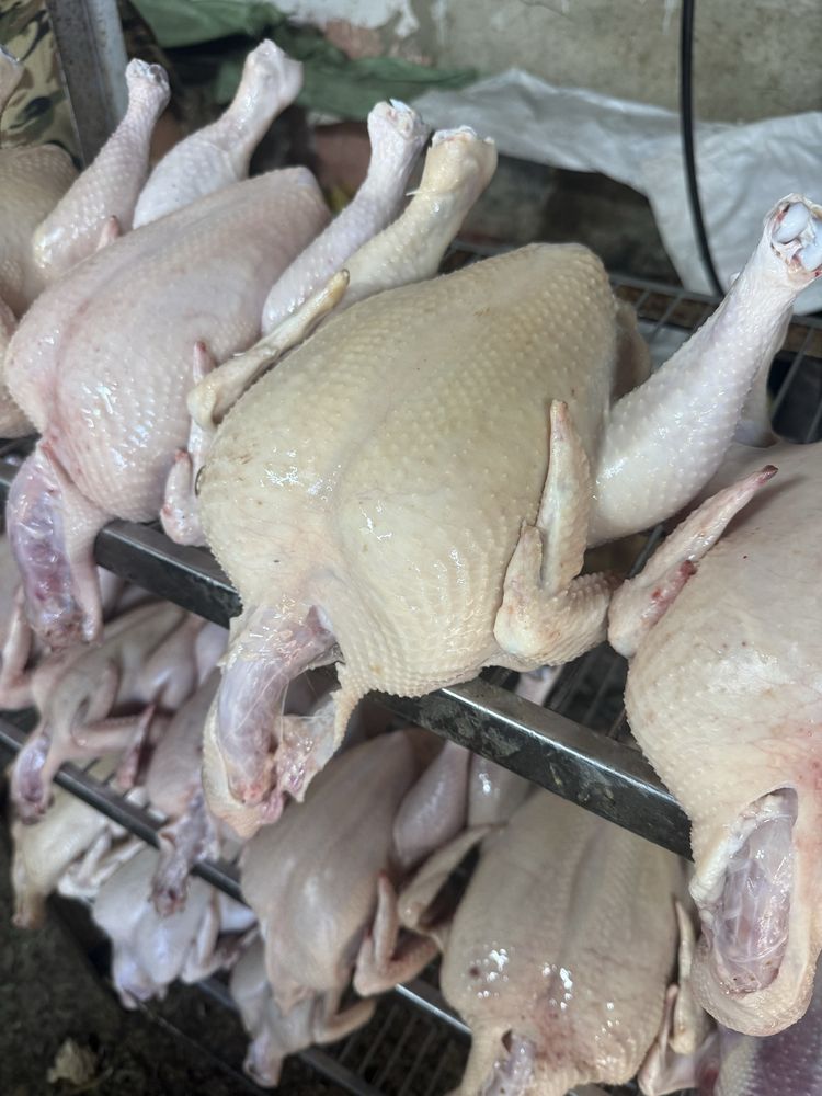 натуральное домашнее мясо бройлера