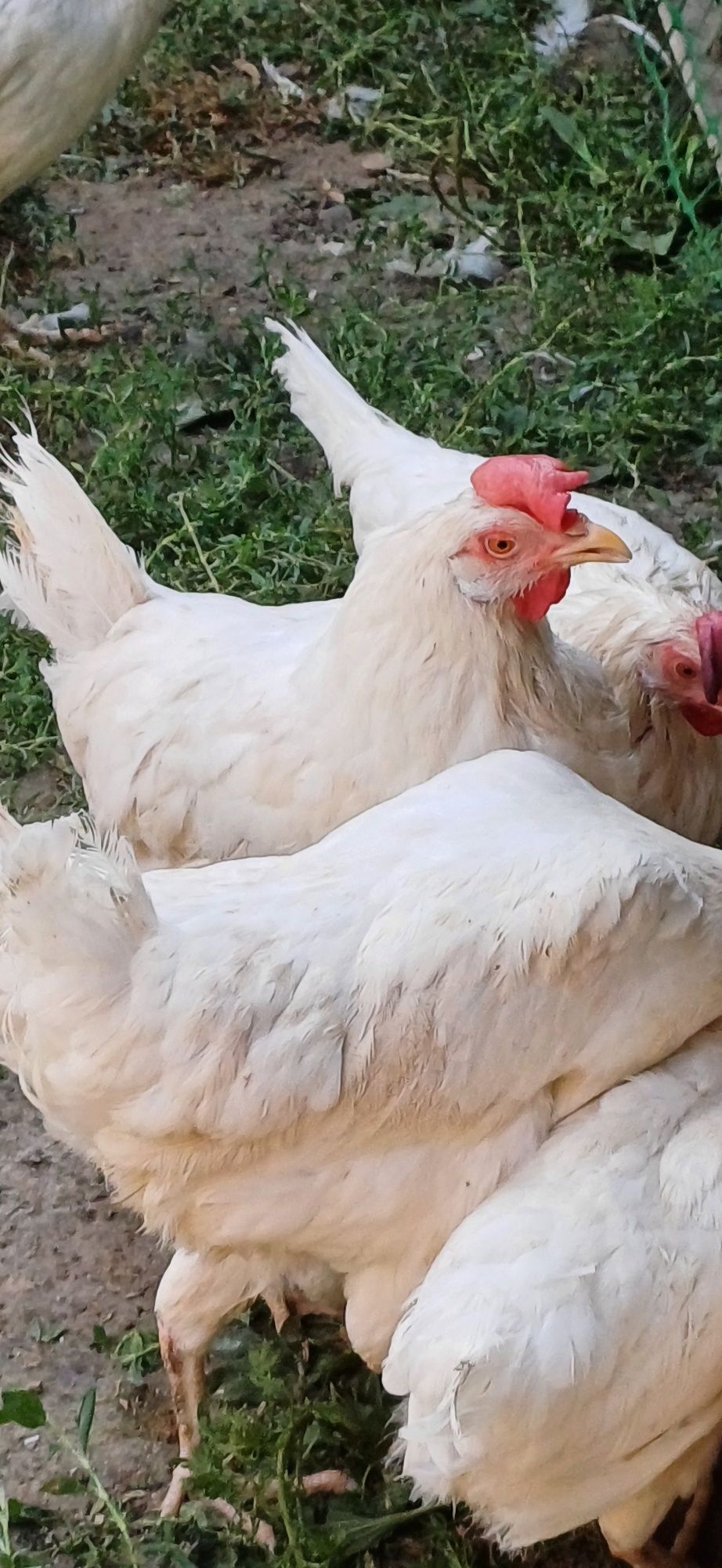 Продам несушки. Срочно
