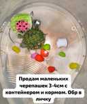 Маленькие черепашки
