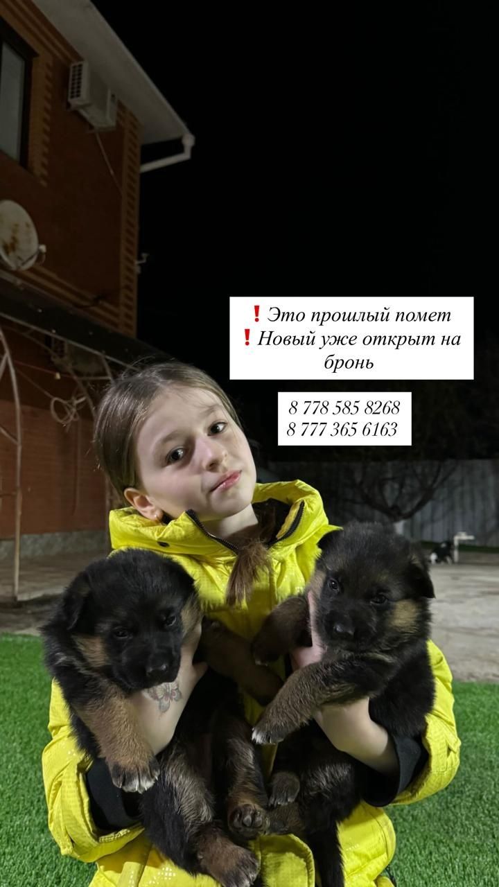 Щенки немецкой овчарки в Уральске
