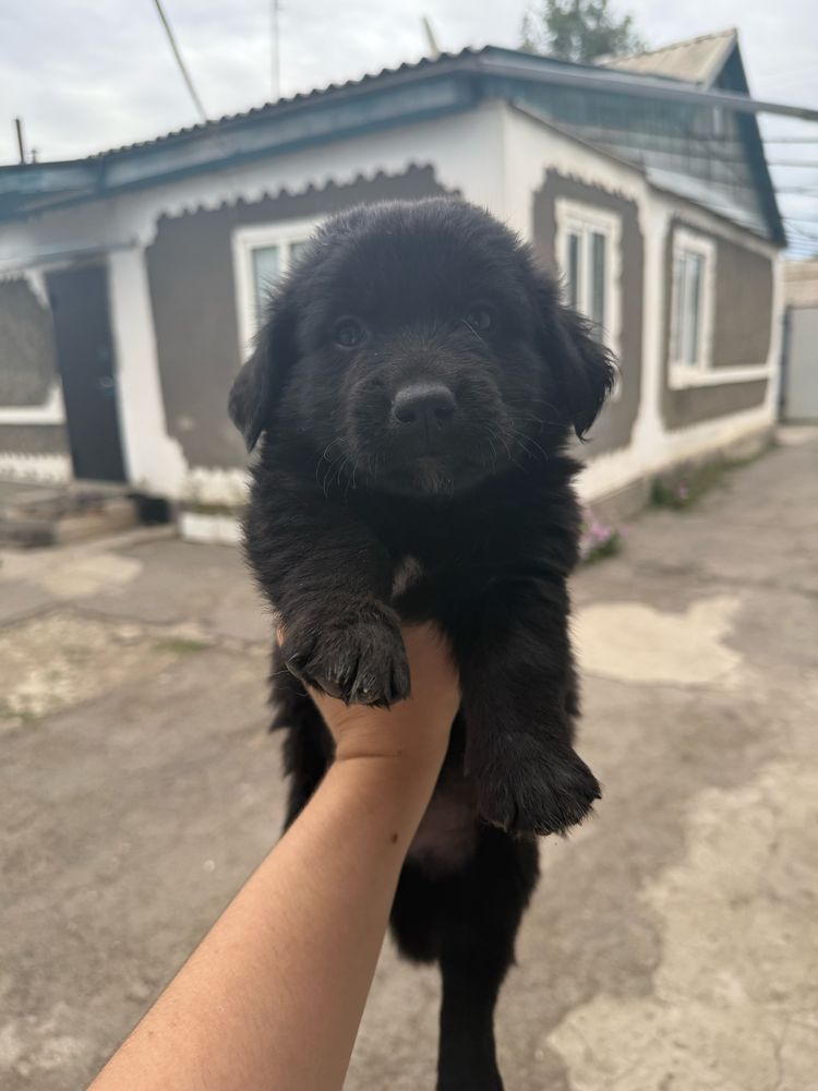 Отдам милых щенят