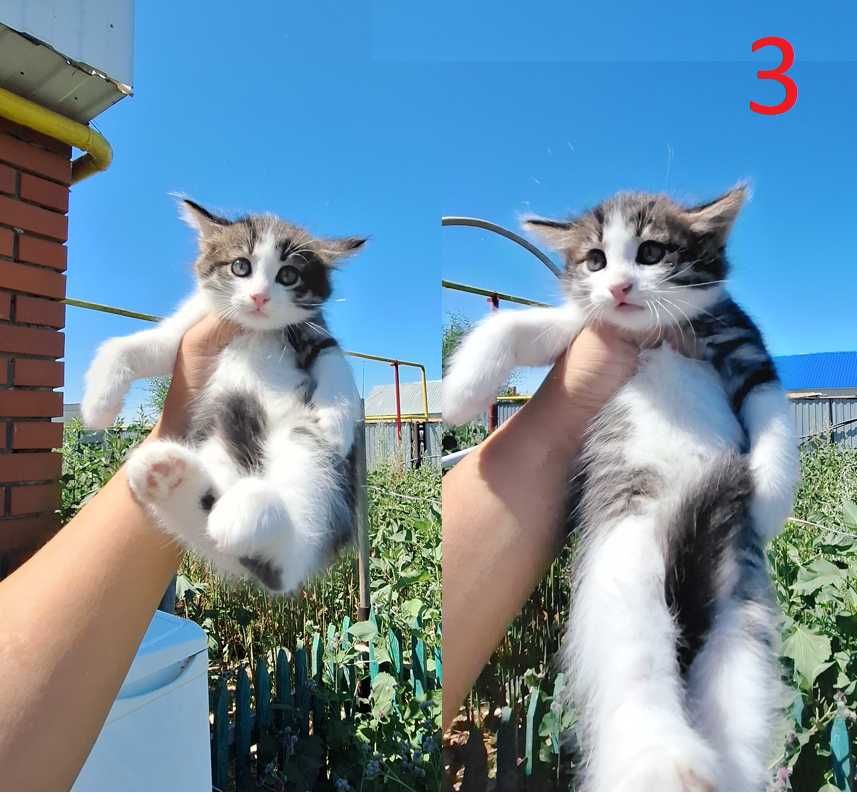 Отдам котят в хорошие руки