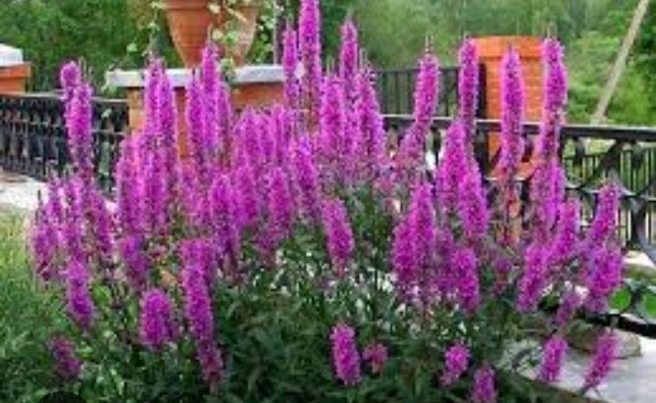 Продам  многолет цветы и кустарники монарда ,дербенник ,астельба, ,хос