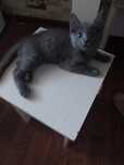 Котенок отдам в хорошие руки