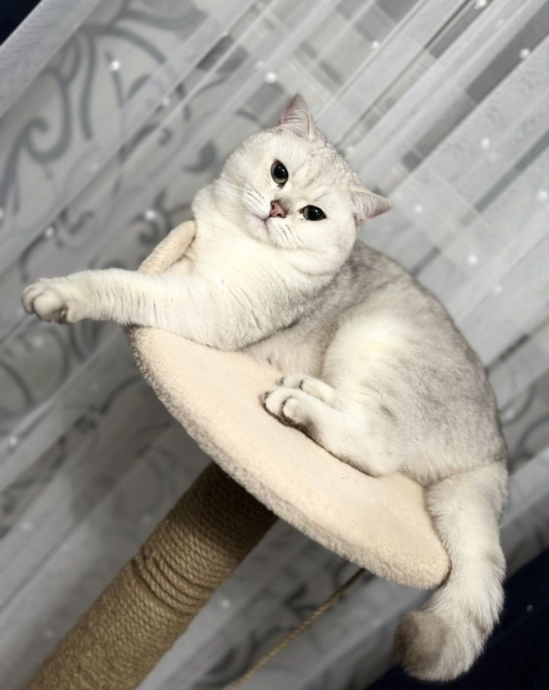 Шиншила опытный кот британец, ждет невест!