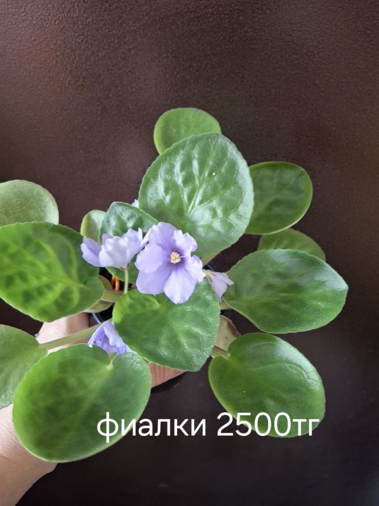 Фиалки  комнатные
