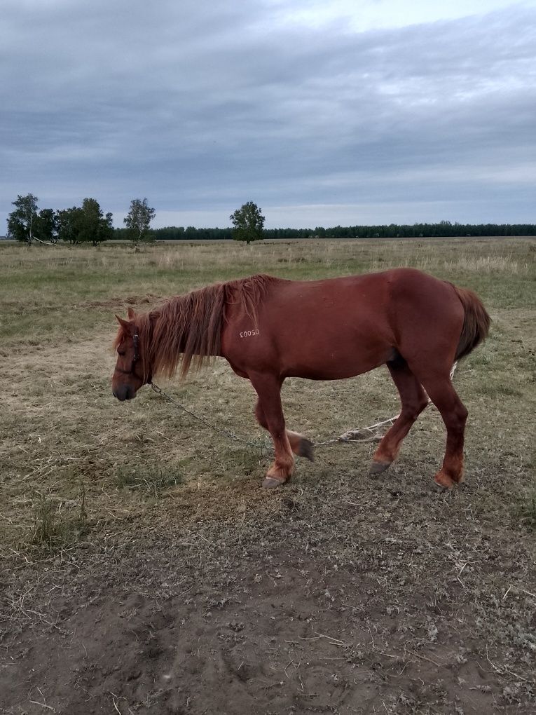 Продам жеребца на племя