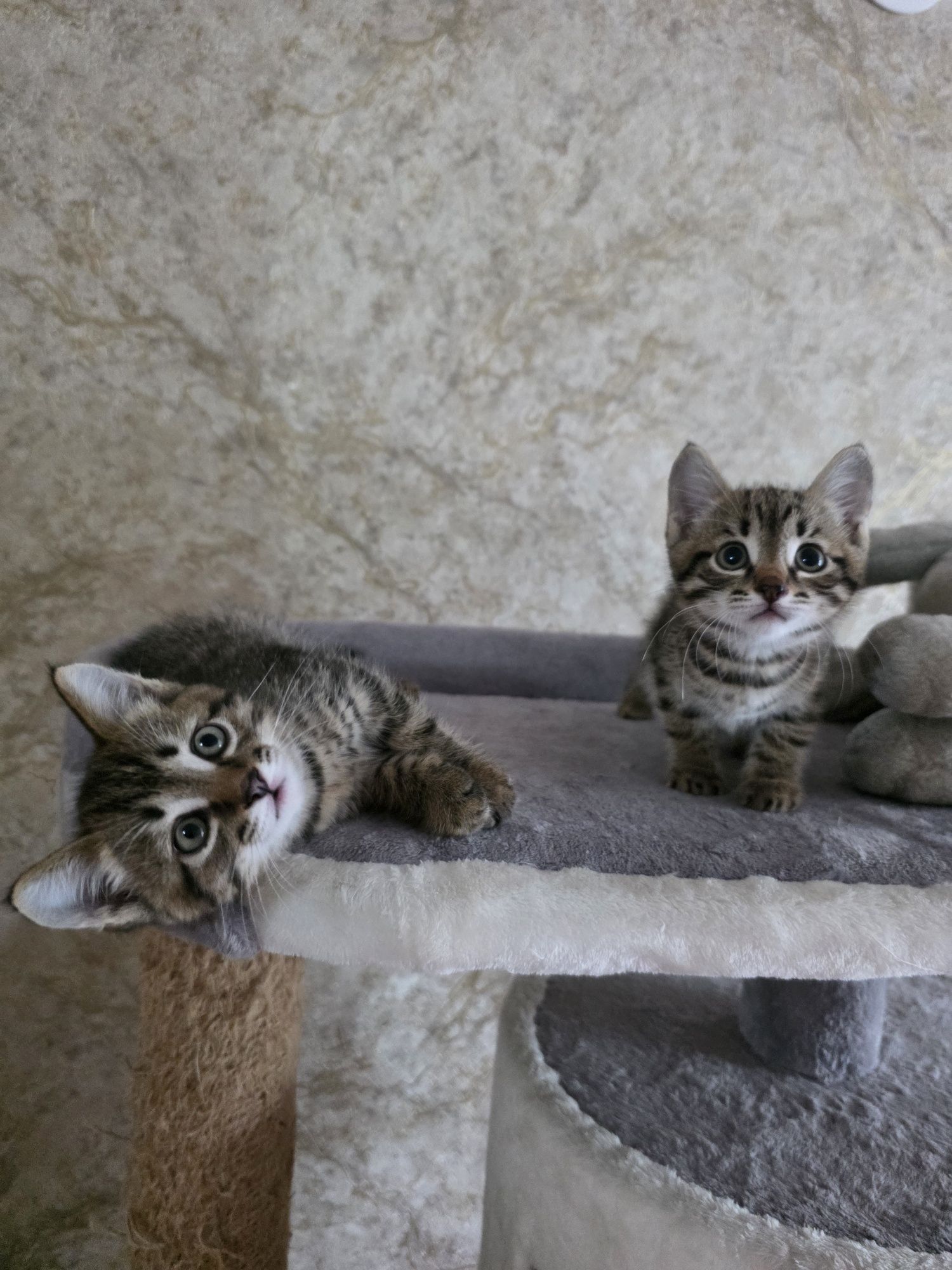 Полосатые котики ищут дом