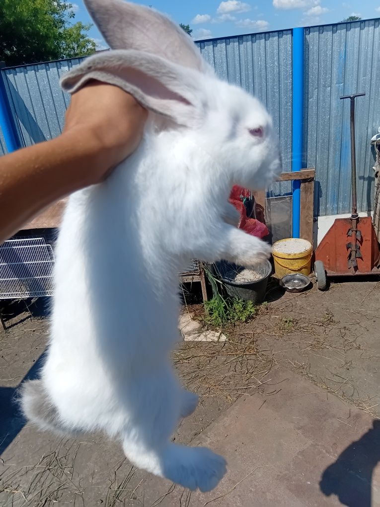 Продам крольчат фландр