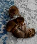Котята  британские