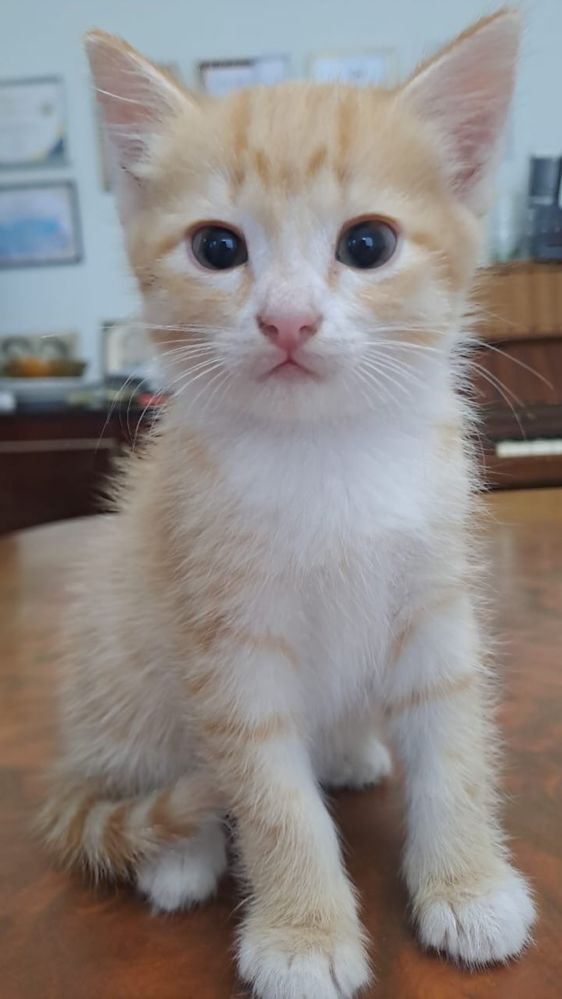 Отдас котят в добрые руки)