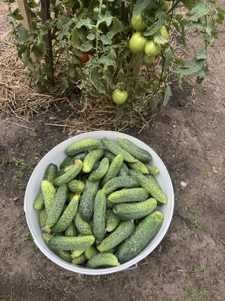 Продам огурцы ………