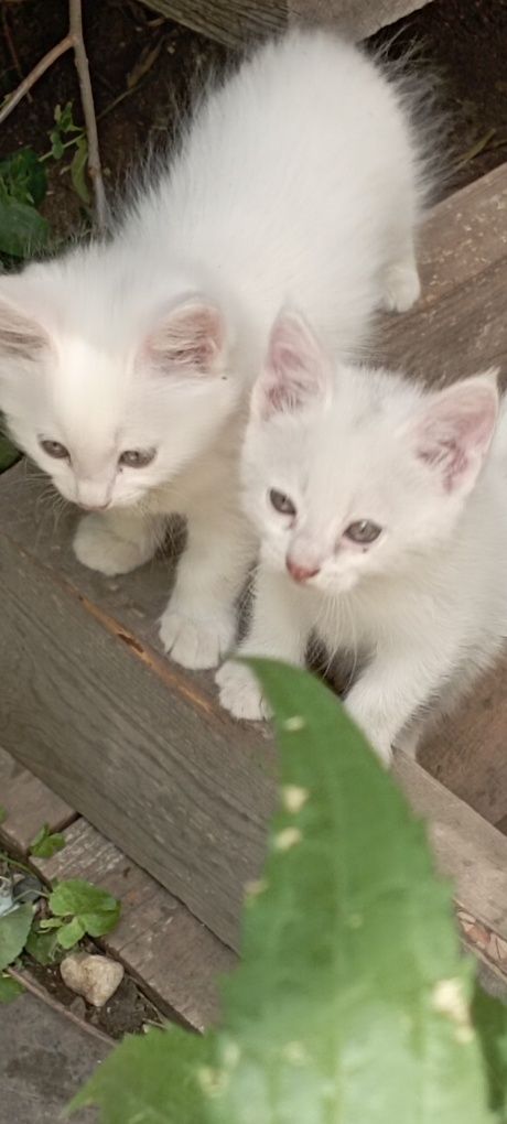 Отдам котят. В любящие руки