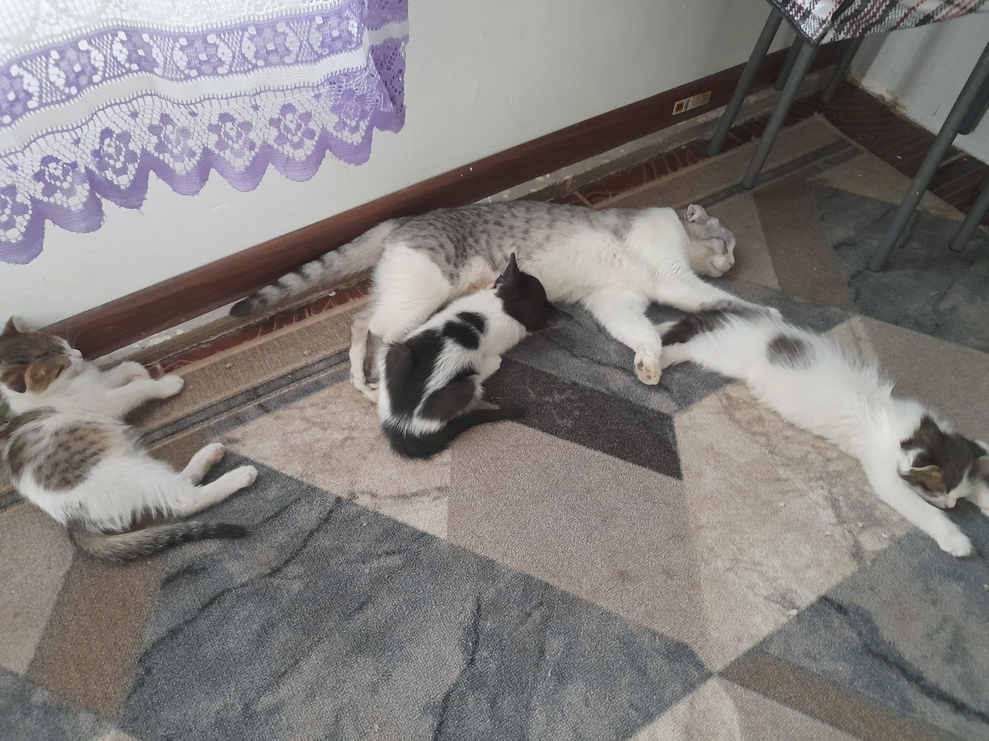 Бесплатно котята