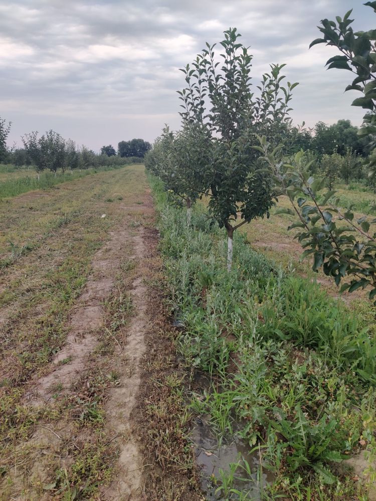 Продам яблоневый сад